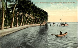 Cocoa Nut Palms Along Lake Worth Postcard