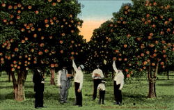 Sunday In An Orange Grove Postcard