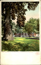 Woodward Hall And Liberty Tree, St. John's College Postcard