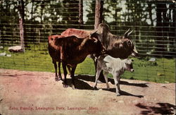 Zebu Family, Lexington Park Postcard