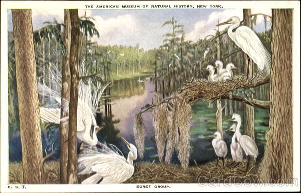 Egret Group Birds
