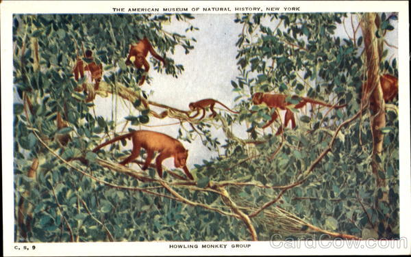 Howling Monkey Group Monkeys