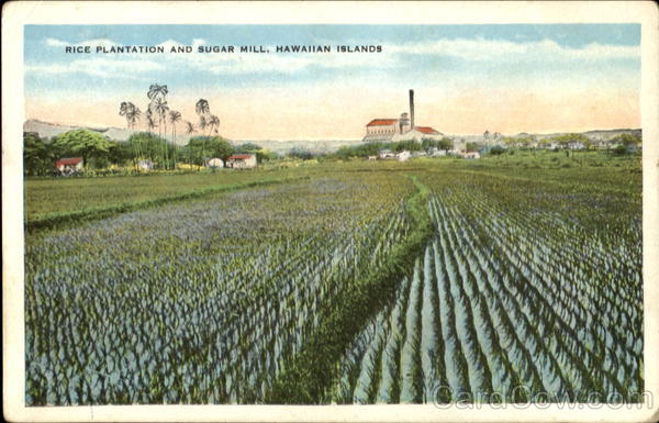 Rice Plantation And Sugar Mill, Hawaiian Islands