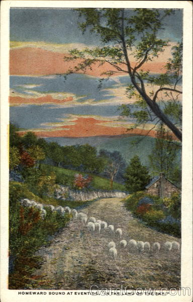 Homeward Bound At Eventide In The Land Of The Sky Sheep