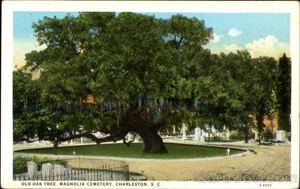 Old Oak Tree, Magnolia Cemetery Charleston South Carolina