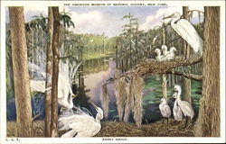 Egret Group Birds Postcard Postcard