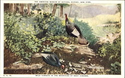 Wild Turkeys In The Mountains Of West Virginia Birds Postcard Postcard