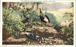 Wild Turkeys In The Mountains Of West Virginia Postcard