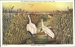 Whooping Crane Birds Postcard Postcard