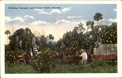 Picking Oranges And Grape Fruit Postcard