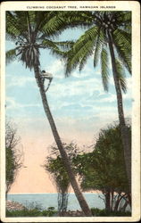 Climbing Cocoanut Tree, Hawaiian Islands Postcard