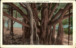 Banyan Tree, Hawaiian Islands Scenic, HI Postcard Postcard