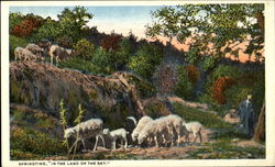Springtime In The Land Of The Sky Sheep Postcard Postcard