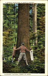 Allegheny National Forest Of Penna Postcard