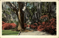 Magnolia Gardens Postcard