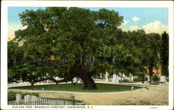 Old Oak Tree, Magnolia Cemetery Old Oak Tree, Magnolia Cemetery