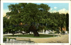 Old Oak Tree, Magnolia Cemetery Charleston, SC Postcard Postcard