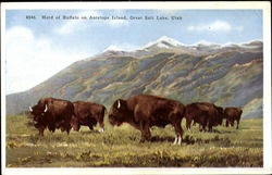 Herd Of Buffalo On Antelope Island Great Salt Lake, UT Postcard Postcard