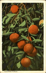 Tangarines Florida Fruit Postcard Postcard