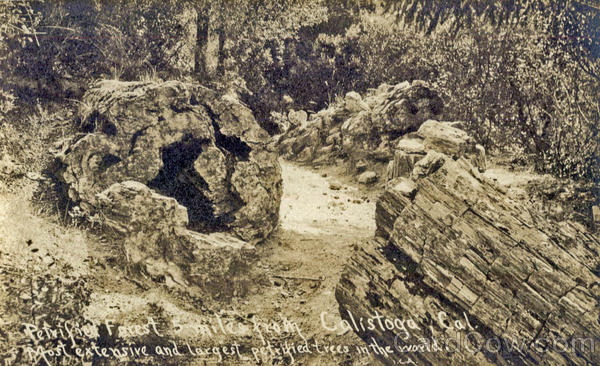 Petrified Forest Calistoga California