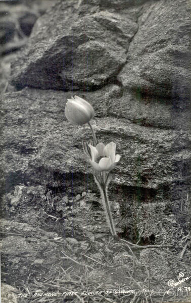 The Anemone First Flower of Spring Flowers