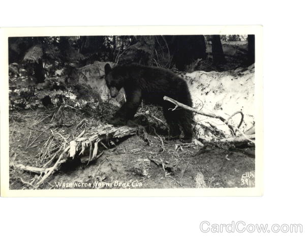 Washington Native Bear Cub Bears