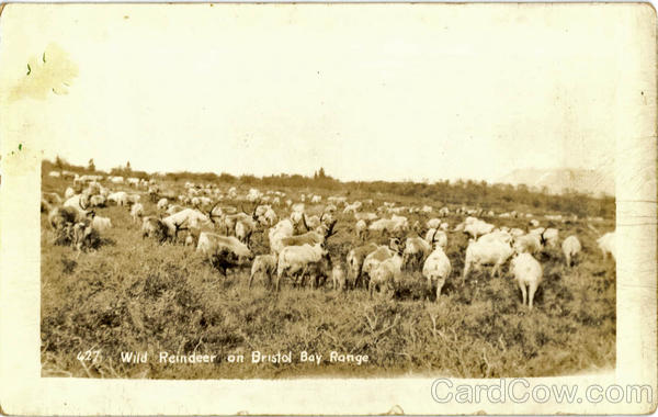 Wild Reindeer on Bristol Bay Range Alaska