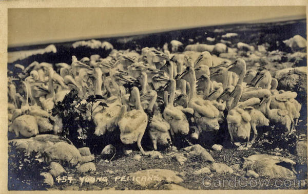 Young Pelicans Birds