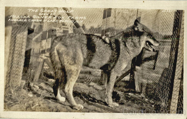 The Great Wolf, Alaska Silver Fox Farms Ausable Chasm New York