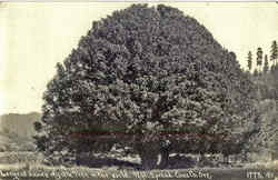 Largest Known Myrtle Tree in the world Postcard
