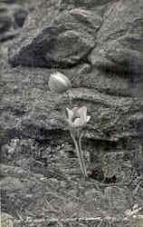 Stock #19431 Thumbnail