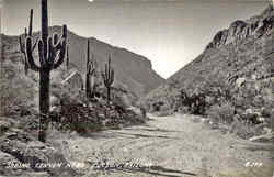 Sabino Canyon Near Tucson Postcard