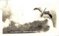 The Lone Gull Searsport, ME Postcard Postcard