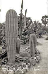 Giant Cactus, Fitzpatrick's Cactus Gardens Postcard