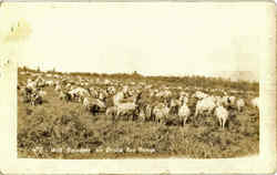 Wild Reindeer on Bristol Bay Range Postcard