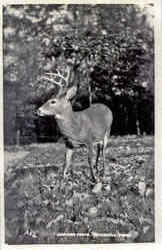 A Young Buck Deer Postcard Postcard