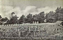 Whale Skeleton, Point Lobos Postcard
