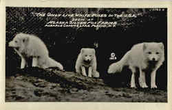 The Only Live White Foxes in the U.S.A, Alaska Silver Fox Farms Ausable Chasm, NY Postcard Postcard