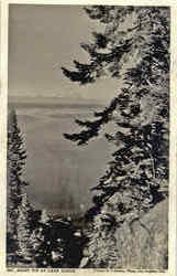 Giant Fir at Lake Tahoe Postcard