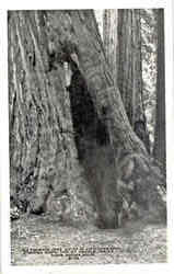 Big Redwood Tree Postcard