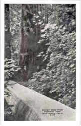Bridge Hewn from Redwood Tree Postcard