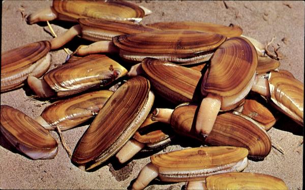 Pacific Ocean Razor Clam Fish