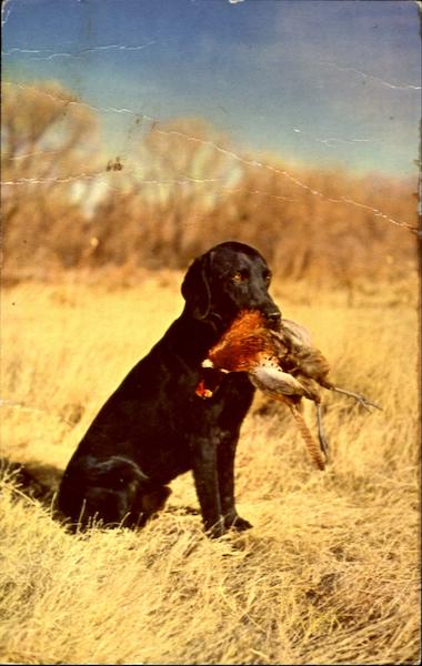 Labrador Retriever Hunting