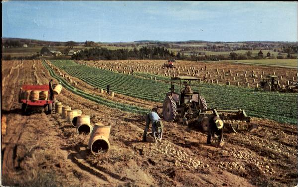 Potato Harvest, Aroostook County Maine