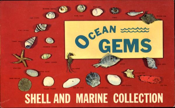 Ocean Gems Shell And Marine Collection