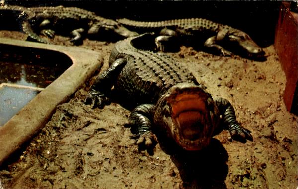 A Florida Gator Salute Alligators