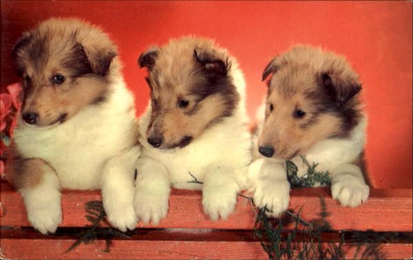 Collie Puppies Dogs