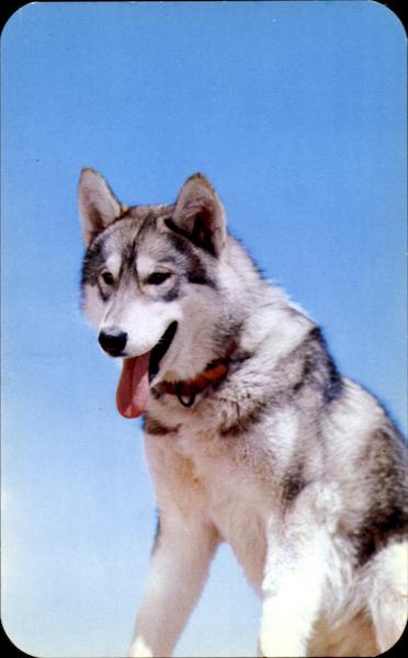 Kiska Dogs