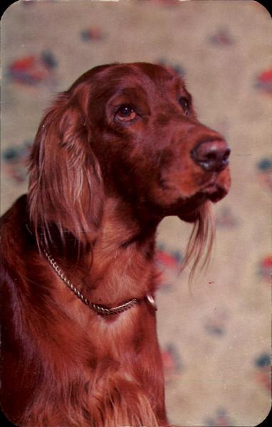 Let's Go Hunting Dogs