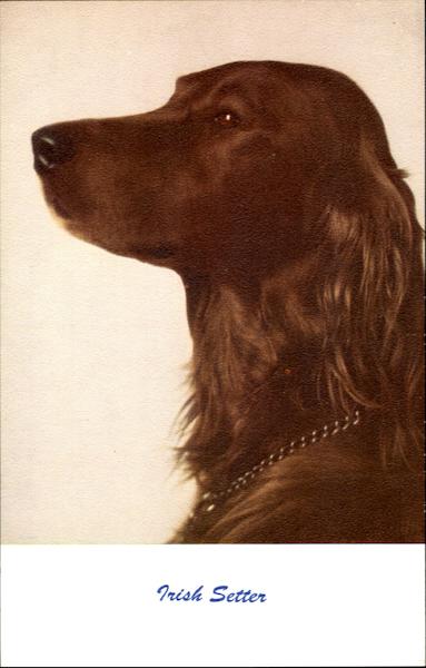 Irish Setter Dogs